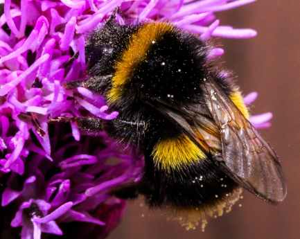 close up of bee on purple flower